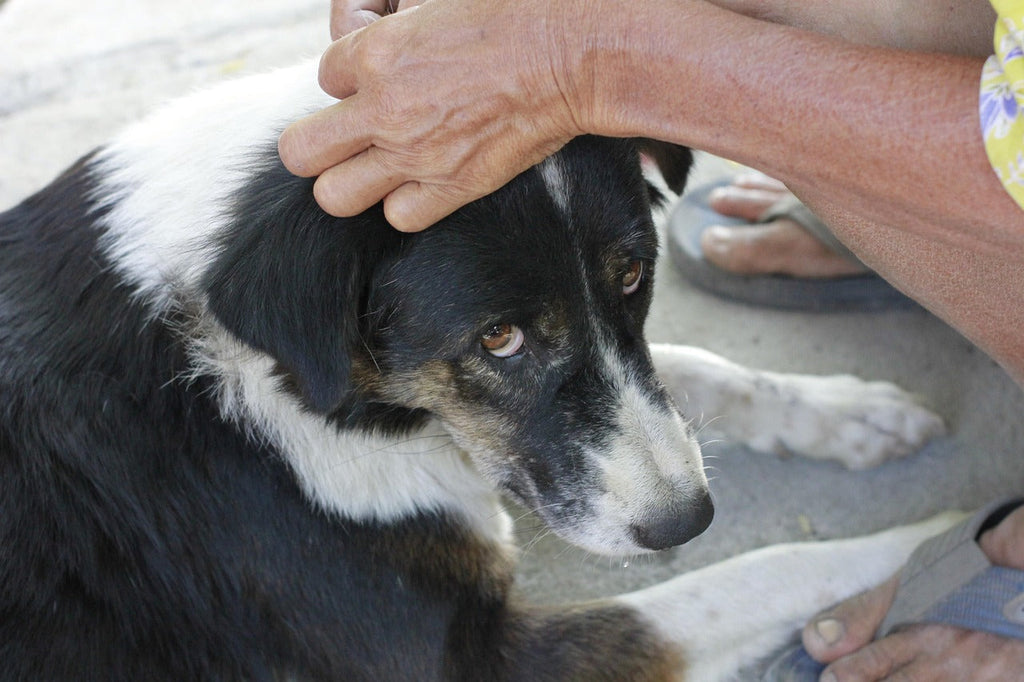Why Raw Dried Meat is Great for Your Dog's Health?