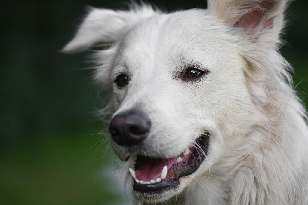 Raw Dried Meat for Dogs: Nature's Perfect Diet